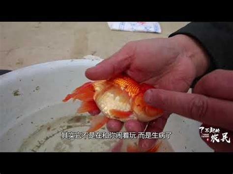 魚死了怎麼辦|死了魚怎麼處理遺體，魚死了怎麼辦